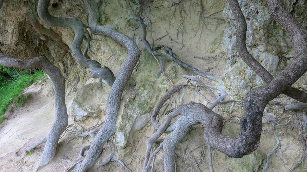 Beautiful image of big long branches and roots of tropical ficu tree in park.