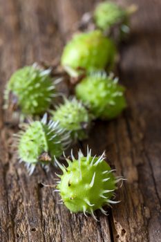 green chestnuts on dark wood