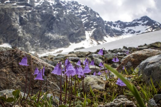 soldanella flower in the austrian alps