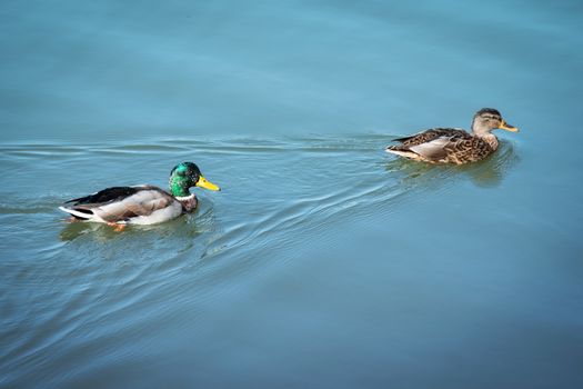 Ducks swimming. couple of mallard and drake floating on blue water. Two wild swim duck bird. Male and female fowl in aquatic wildlife. Pair of poultry tracking each other on clear pond. nature balance