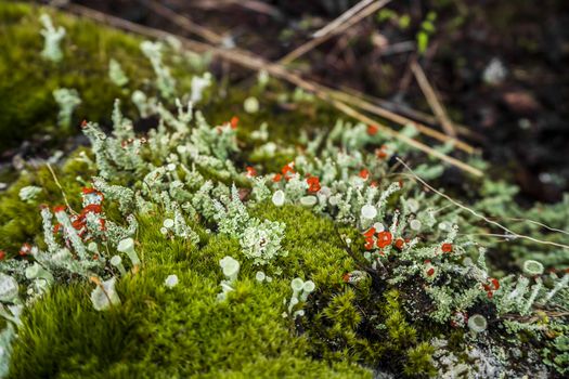 Lichens and mosses at the ground in the nature of Norway.