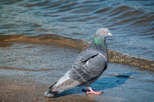 Dove photography near waterfront. Wildlife of grey pigeon near shore and wave. Freedom peaceful scenery with bird and shoreline. Free alone birdie standing in curious position. concept of independent