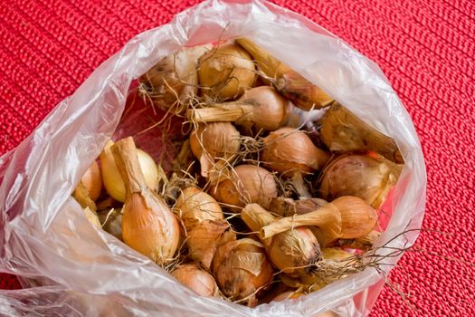 Garden picture. Onions in plastic bags to plant