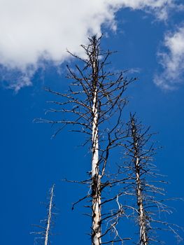 Rotten and dead trees in the Harz Silberwald (silver forest).