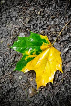 Beautiful green and yellow colored leaf on the forest floor. Texture.