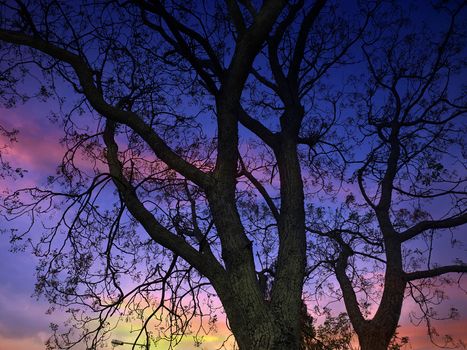 A beautiful tree in autumn against the backdrop of colorful dusky sky.