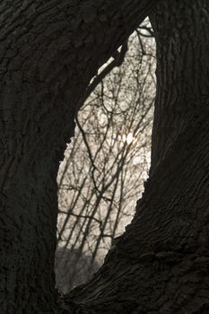 View in winter through hole in the tree. Dark forest.