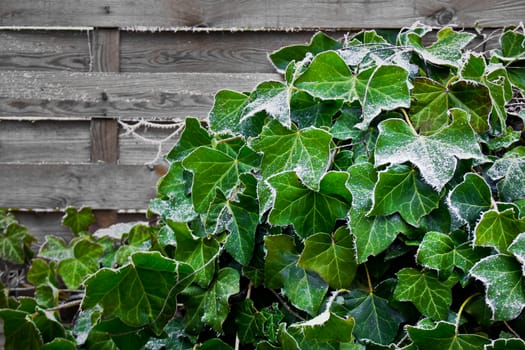 Ivy climbs up wooden wall in the garden.