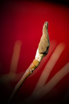 Red Background and a tulip tree bud.