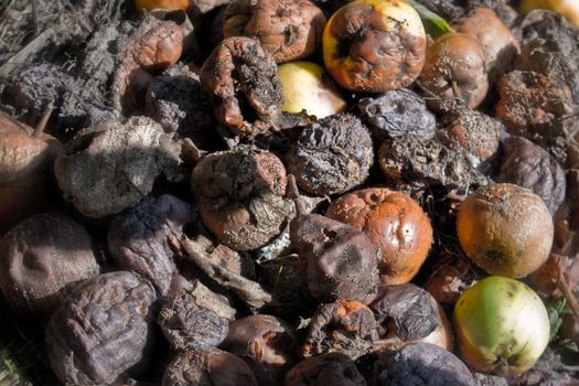 Rotten and broken fruit and vegetables in the composter in the garden.