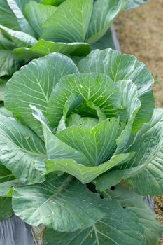 Fresh cabbage from farm field, cabbage in the agricultural farm.