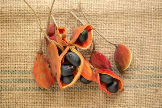 Sterculia monosperma,chestnuts on sacks in natural light.