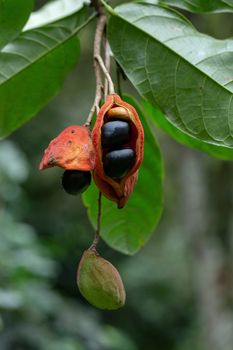 Sterculia monosperma, Thai chestnut, Red Chestnut on tree.