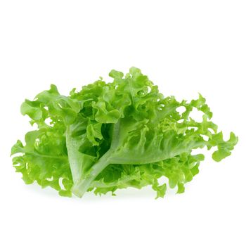 Green oak leaf lettuce isolated over white background.