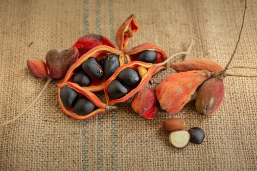 Sterculia monosperma,chestnuts on sacks in natural light.