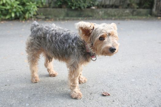 Westie dog on street