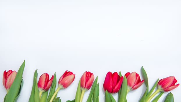 Flat lay top view of red tulips isolated on white for one side with empty place for text