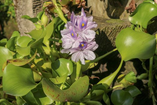 Close up of the blooming violet flower of Eichhornia crassipes. Purple color water hyacinth, genus Eichhornia, the flower bouquet is delicate petals beautiful in nature background. Bali, Indonesia.
