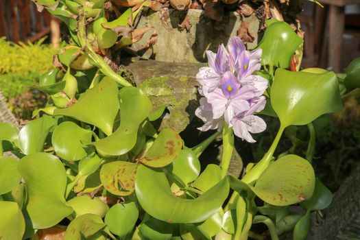 Close up of the blooming violet flower of Eichhornia crassipes. Purple color water hyacinth, genus Eichhornia, the flower bouquet is delicate petals beautiful in nature background. Bali, Indonesia.