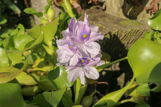 Close up of the blooming violet flower of Eichhornia crassipes. Purple color water hyacinth, genus Eichhornia, the flower bouquet is delicate petals beautiful in nature background. Bali, Indonesia.