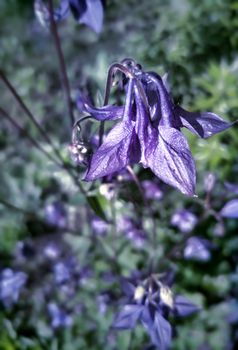 Flowers Aquilegia vulgaris, European Columbine, Columbine, family Ranunculaceae in the garden.