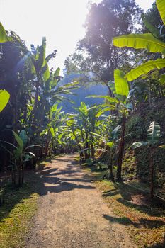 A park zone with palm trees growing along an village road in countryside in a sunny weather