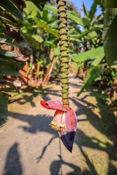Banana flower hanging from the tree.