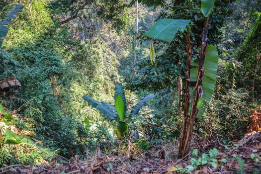 Jungle in Thailand photo background