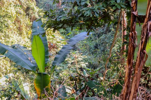 Jungle in Thailand photo background