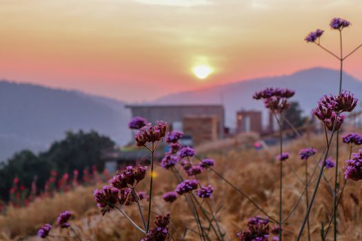 summer nature background with grass and flower village farm house and mountains back with bright sunset in the evening