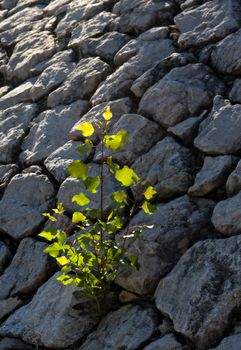 Plant grows between the stones.