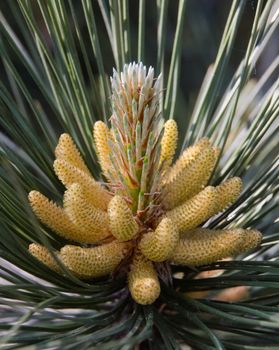 Pine cone sprout with long needles.