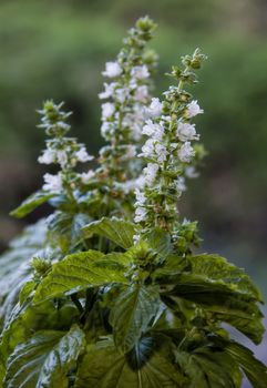 basil leaves and flower.