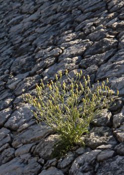 Plant grows between the stones.