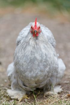 Pet grey pekin bantam chicken appears stern and angry as it strides towards and stares directly at the camera. Vibrant red wattle and comb.