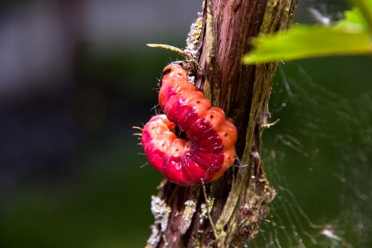 The big, bright beautiful caterpillar sits on a grapevine