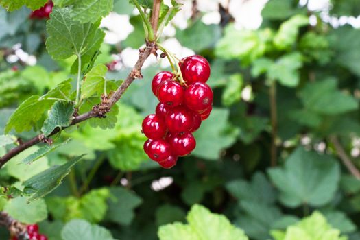 Ripe red currant. Ripe red currant on a bush among foliage