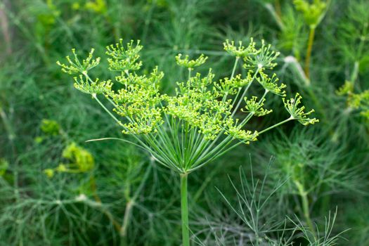 Fragrant fennel has ripened for flowering. green, fennel,