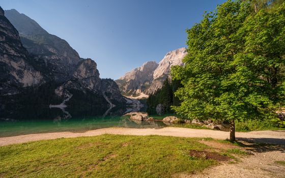 Panoramic view of the Pragser Wildsee with a large green tree on the right, South Tyrol