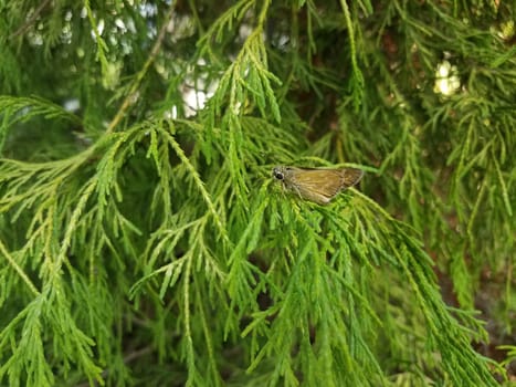 brown moth insect with wings on branch of green tree