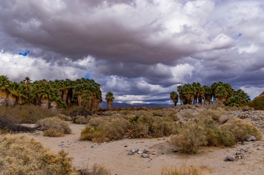 An oasis in the desert of the Coachella Valley with dark grey clouds.