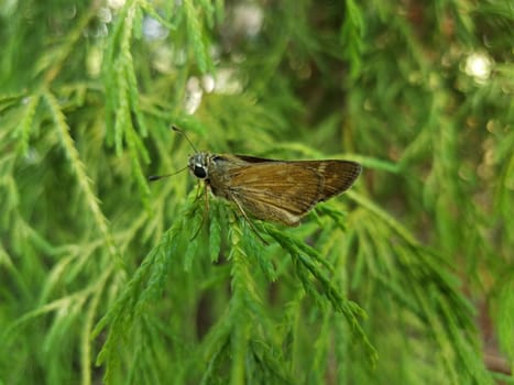 brown moth insect with wings on branch of green tree