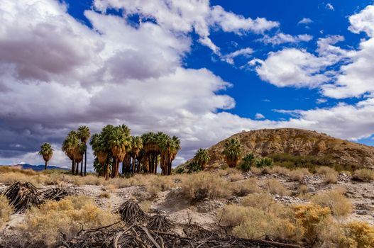 An oasis in the desert of the Coachella Valley with blue sky and clouds.