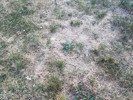 dry brown and green grass on lawn or yard with green weed