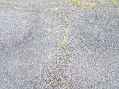 asphalt or pavement with weeds and grasses and cracks