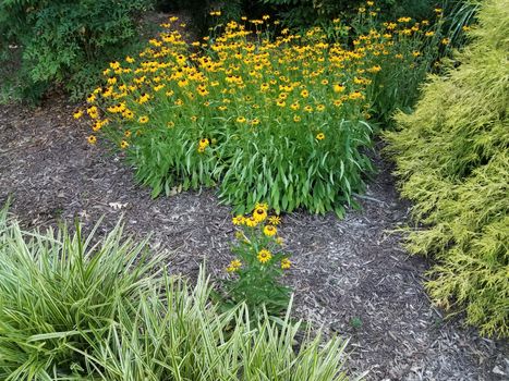 yellow black eyed susan flowers in a group and one solitary flower