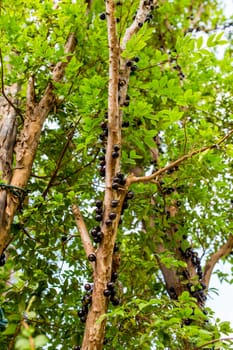 This tree is a Brazilian grape tree.