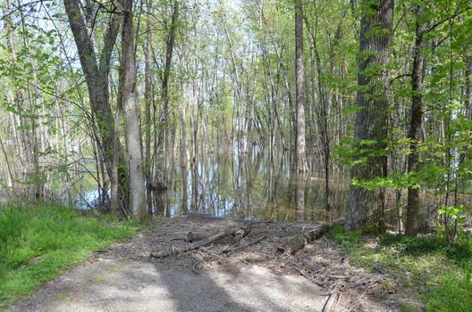 water in flooded forest with trees and branches and path or trail