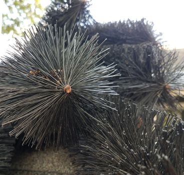 black pipe cleaner and gutter with roof shingles on house