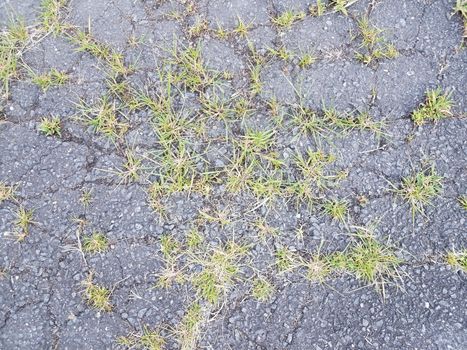 asphalt or pavement with weeds and grasses and cracks